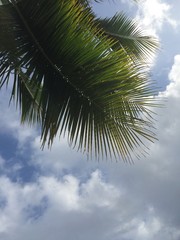 Palm fronds against the sky