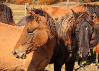 Naklejka na ściany i meble Group of young horses on the pasture.