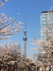 錦糸公園の桜とスカイツリー