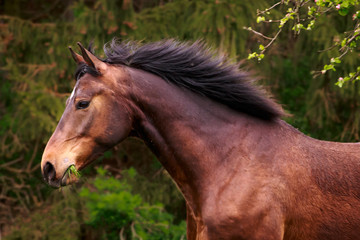 Brauner läuft Portrait