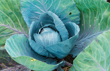 Obraz premium Rotkohl