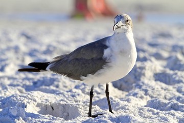 Seagull at the beach
