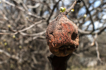 Left over and withered of branch autumn pear in spring time