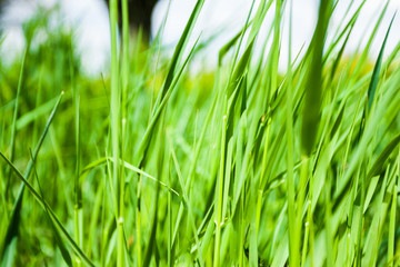 Gras 2