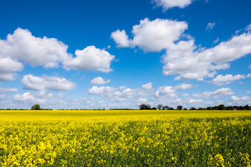 Obraz premium Rape Seed Field