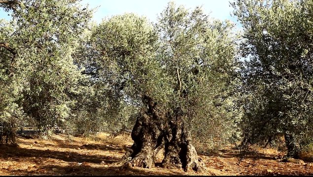 1000 year old olive tree in orchard