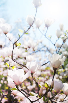 White Magnolia  spring flowers
