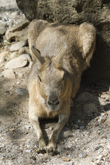 Naklejka premium mara hare of Patagonia
