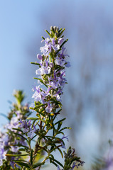 Rosmarinblüte im Frühling makro