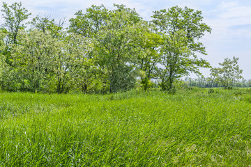 Fototapeta na wymiar Green field and flowering acacia trees
