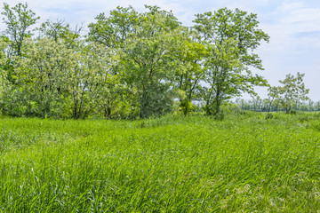 Fototapeta premium Green field and flowering acacia trees