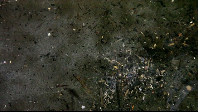 Gambusia affinis fish prey on larvae of Asian tiger mosquitoes aedes albopictus