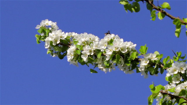flowering trees pears