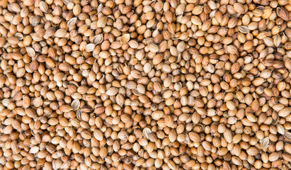 Background of dried coriander seeds