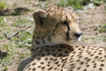 cheetah in the jungle