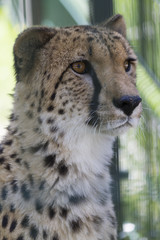 cheetah in the jungle