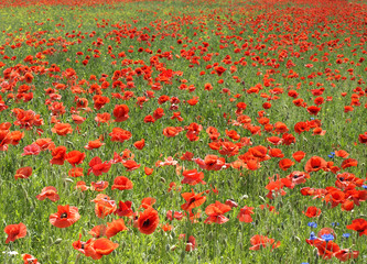 Obraz premium wild and poppy flowers on a meadow