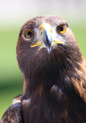 Portrait of an golden eagle