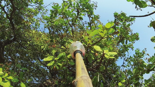 pick cashew fruit 