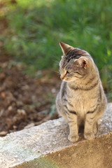 Tabby cat in the garden, illuminated by warm sunset light.