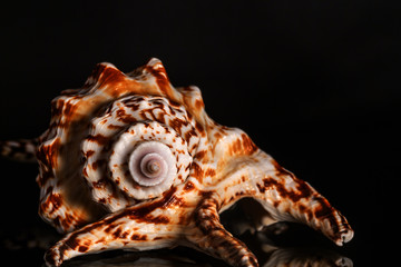 Sea spiral snail shell on black background