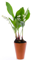 Lily of the valley in a pot