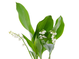 Fototapeta premium Lily of the valley