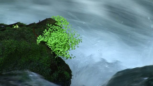 Adiantum capillus veneris, the black maidenhair fern