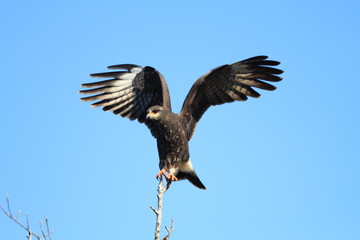 Snail Kite (Rostrhamus sociabilis) in Florida, North America
