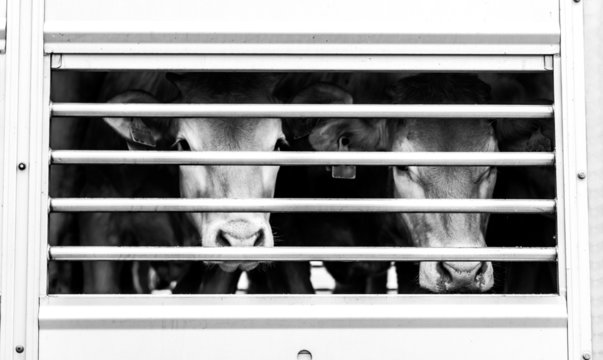 pleading eyes of cows behind fence