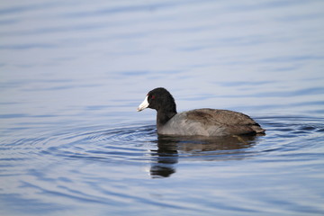 American Coot (Fulica americana) in Florida, North America