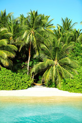 Beautiful view of coast with exotic trees in resort