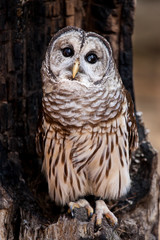 Barred Owl