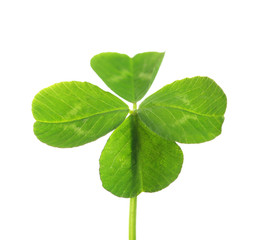 Green clover leaf, isolated on white