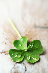 Green clover leaf with drops on wooden background © Africa Studio