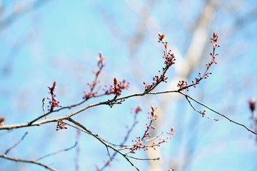 Fresh spring leaves on branch, on blue sky background