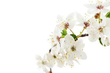 Flowering branch isolated on white