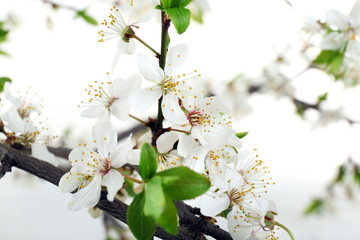 Flowering branch, closeup