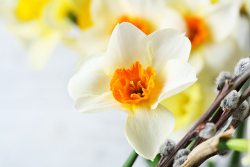 Fresh narcissus flowers with willow sprigs, closeup