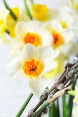 Fresh narcissus flowers with willow sprigs, closeup