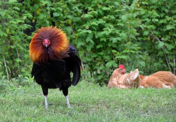 Rooster fluffing his neck feathers