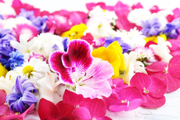 Closeup of fresh colorful spring flowers