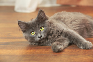 Cute gray kitten plays on floor at home