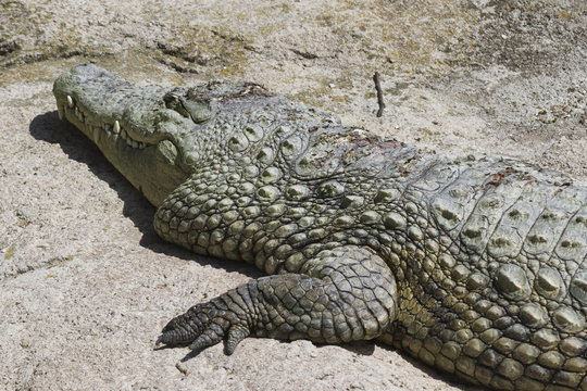 Crocodylia alligator Mississippi