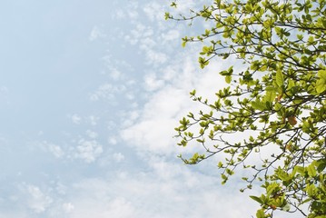 green leaves against the backdrop of the sky 