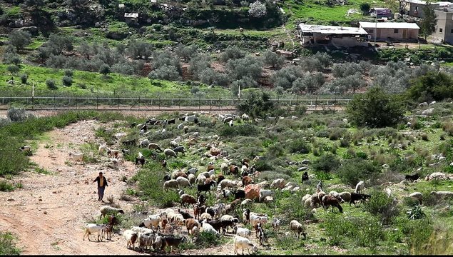 Shepherd near the separation Barrier in Habla, Palestine/Israel