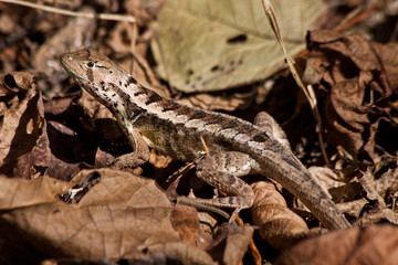Close up shot of cute little brown lizard