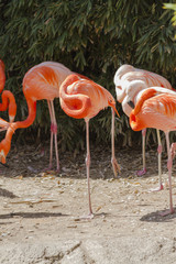 phoenicopterus ruber ruber red flamingo