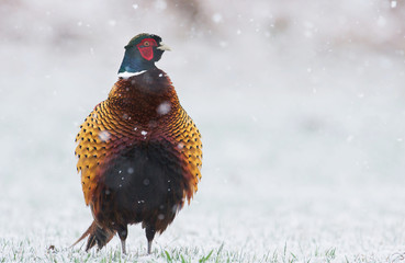 pheasant