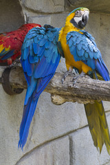 ara ararauna parrot on its perch